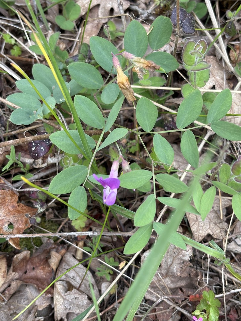 Lathyrus nevadensis var. nevadensis