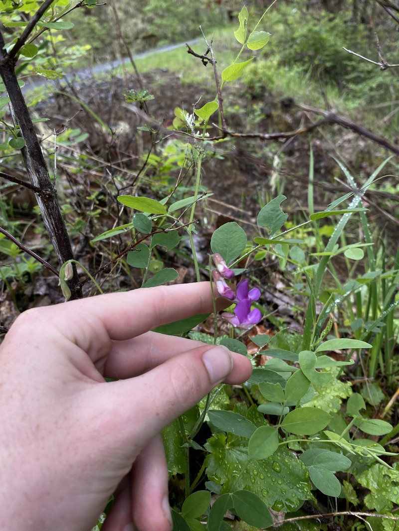 Lathyrus nevadensis var. nevadensis photo 2