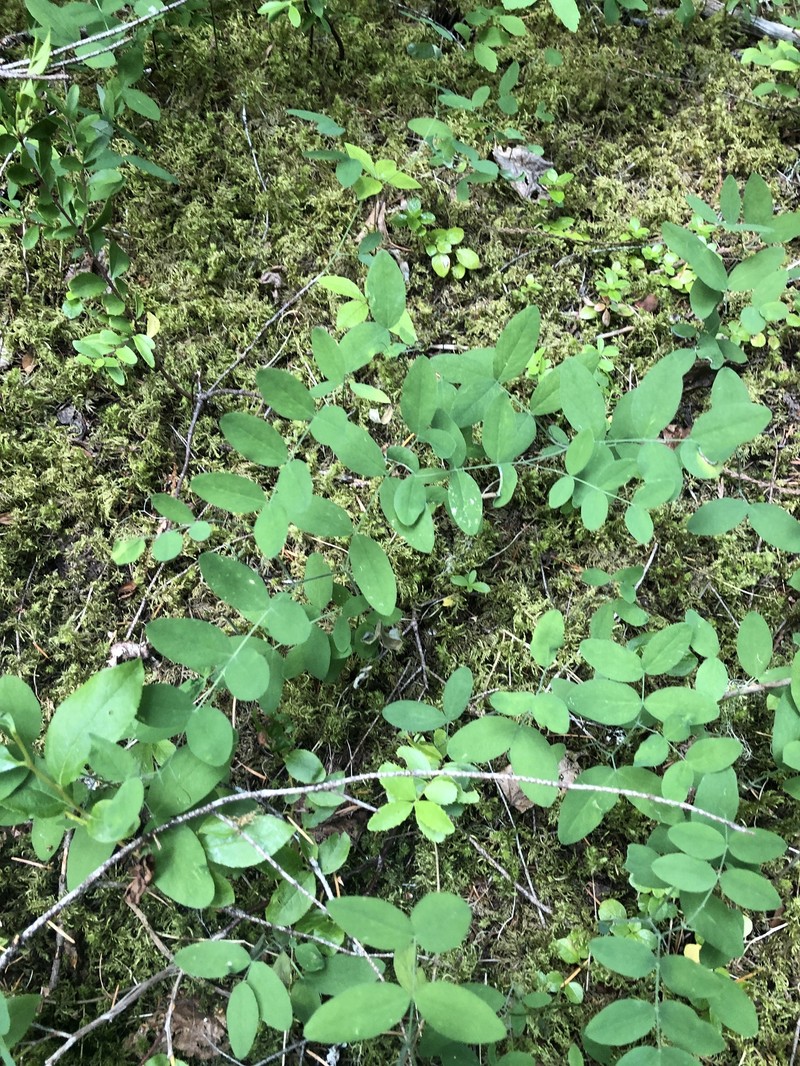 Lathyrus nevadensis var. nevadensis photo 3