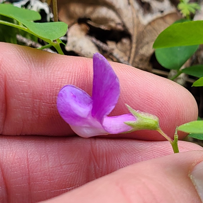 Lathyrus nevadensis var. nevadensis photo 4