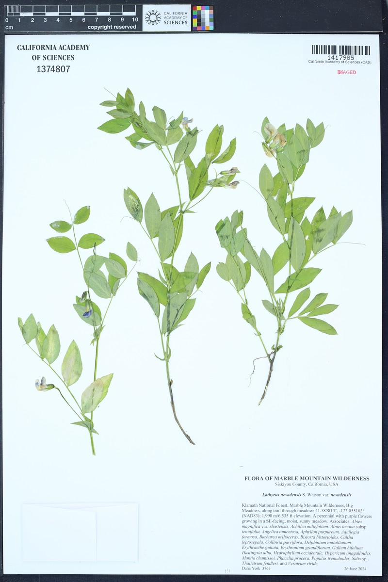 Lathyrus nevadensis var. nevadensis photo 5