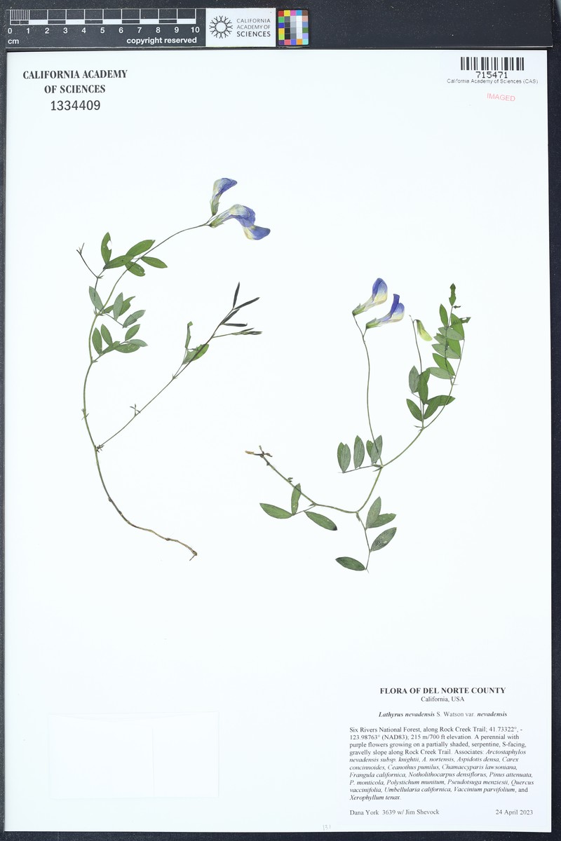 Lathyrus nevadensis var. nevadensis photo 6