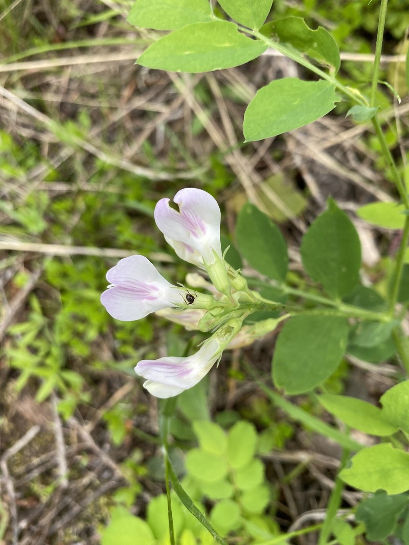 Lathyrus nevadensis var. parkeri