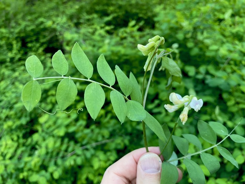 Lathyrus nevadensis var. parkeri photo 2