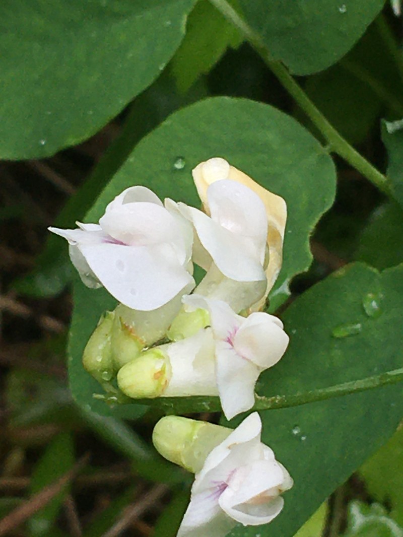 Lathyrus nevadensis var. parkeri photo 4