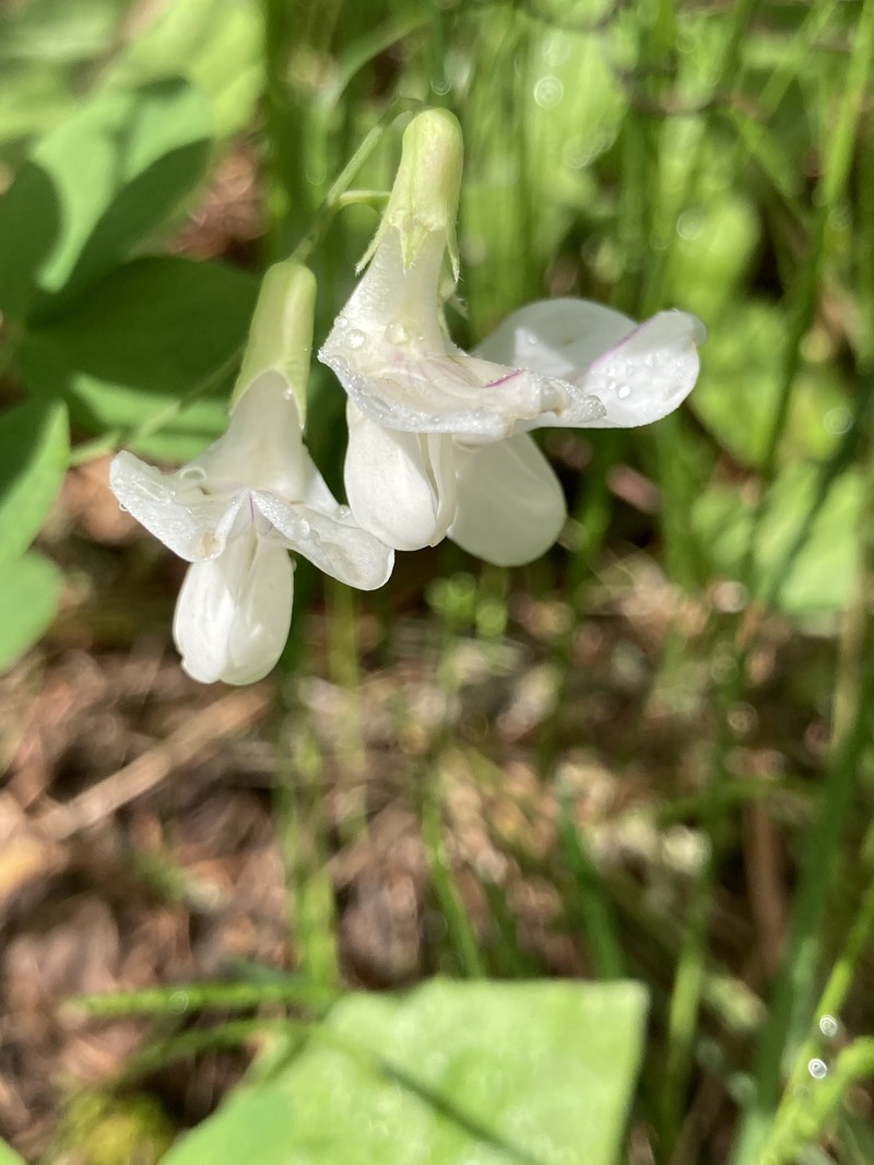 Lathyrus nevadensis var. parkeri photo 5