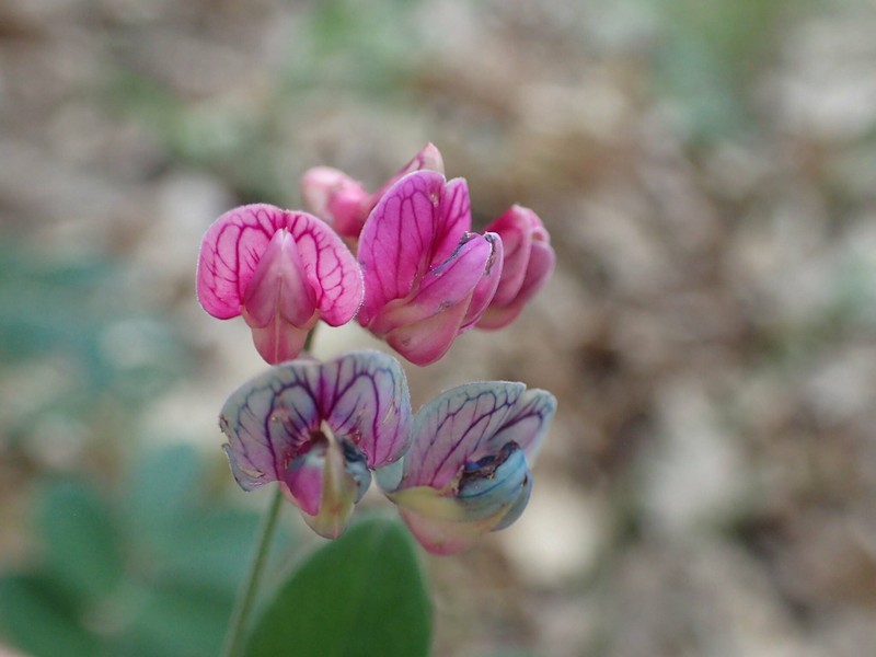 Lathyrus niger subsp. niger