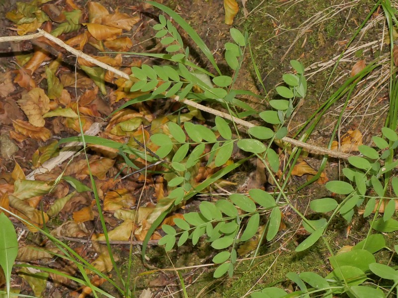 Lathyrus niger subsp. niger photo 2