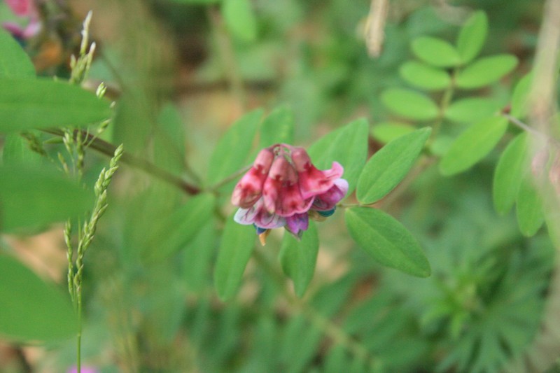 Lathyrus niger subsp. niger photo 3