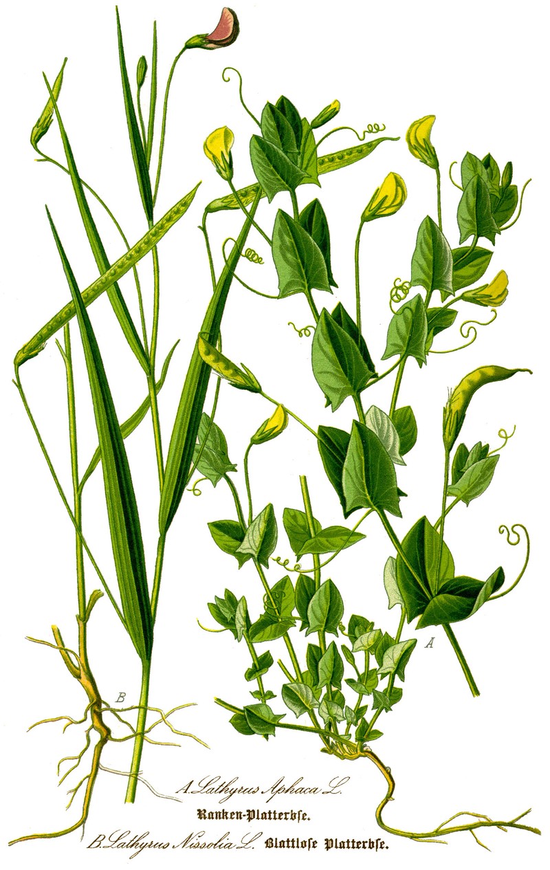 Grass Pea photo 2
