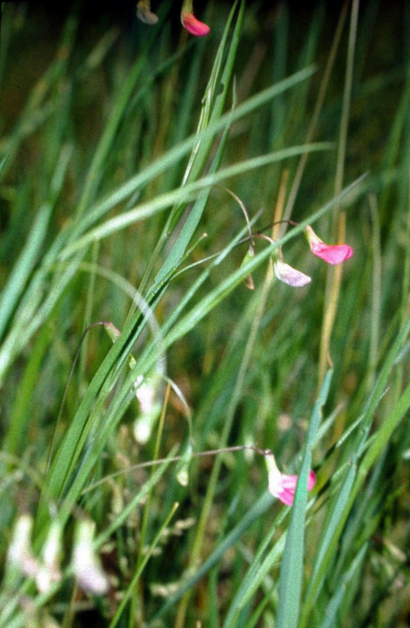 Grass Pea photo 3