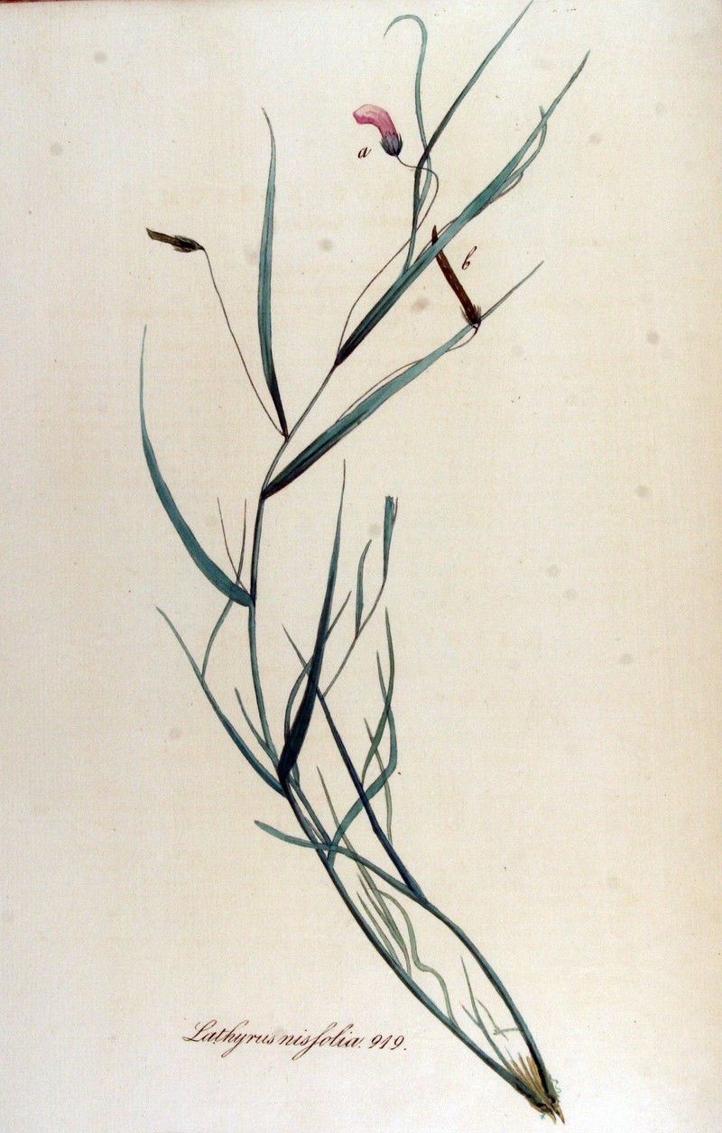 Grass Pea photo 4