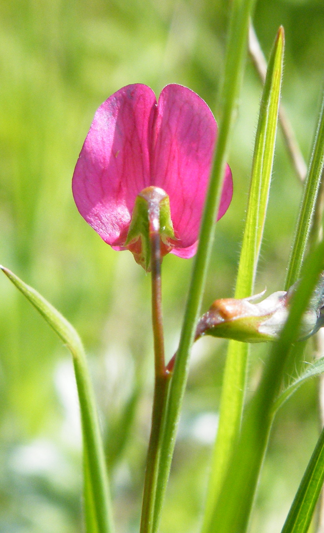 Grass Pea
