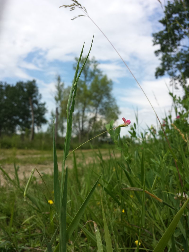 Grass Pea photo 6