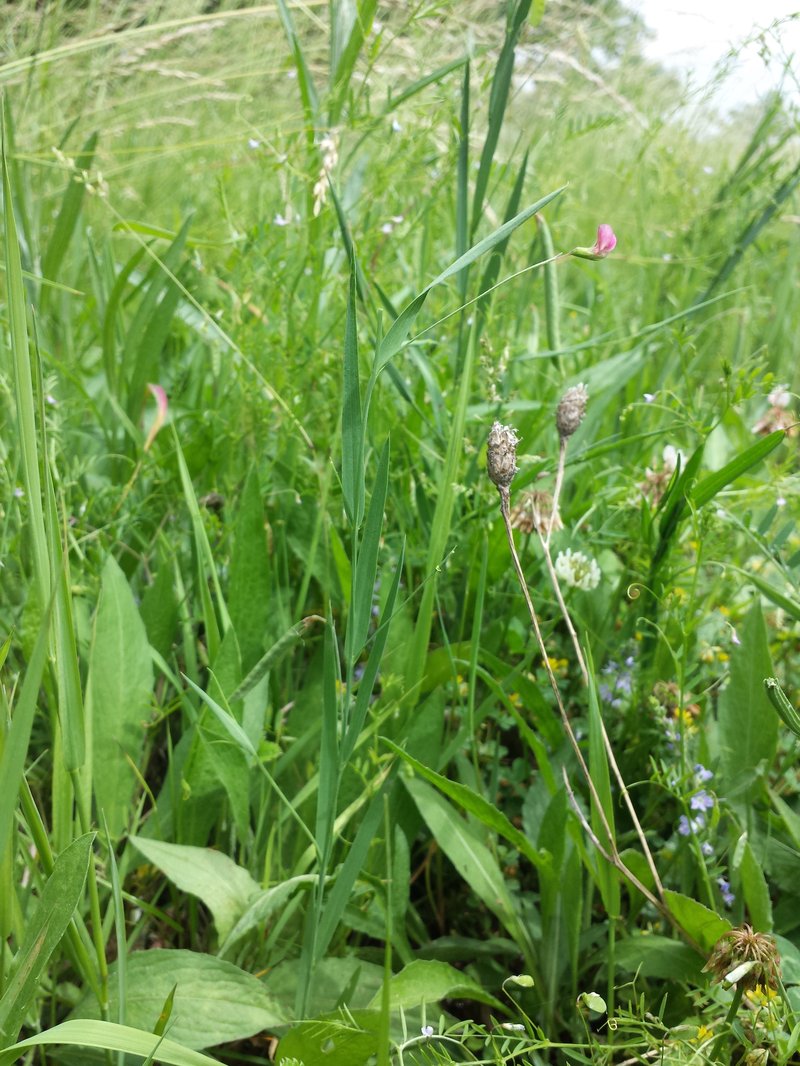 Grass Pea photo 7