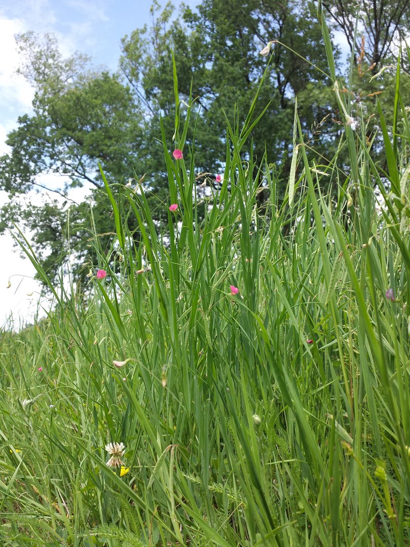 Grass Pea photo 8