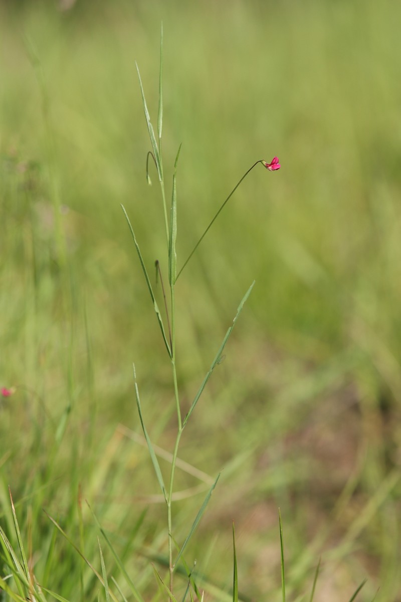 Lathyrus nissolia subsp. nissolia