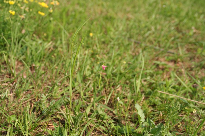 Lathyrus nissolia subsp. nissolia photo 2