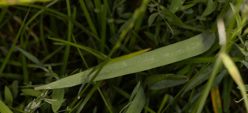 Lathyrus nissolia subsp. nissolia photo 3