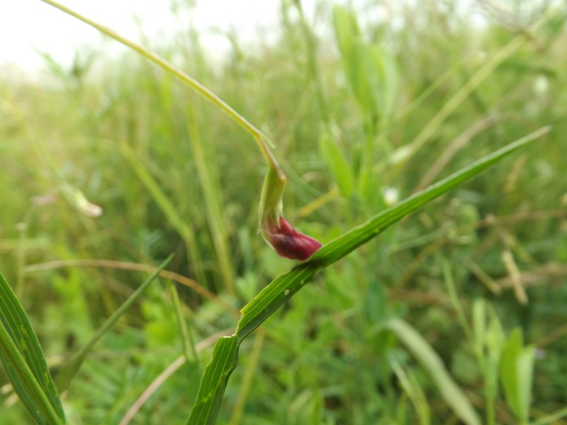 Lathyrus nissolia subsp. nissolia photo 4