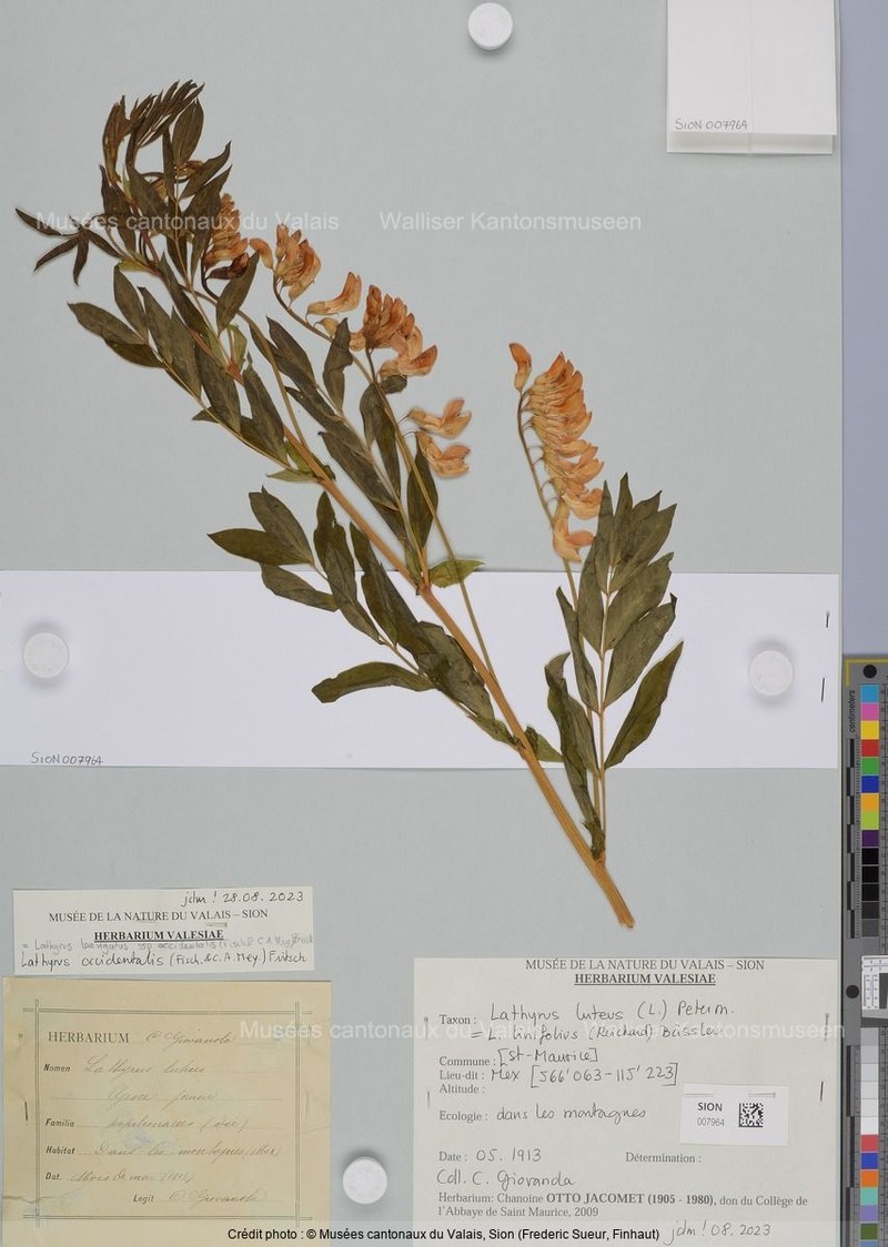 Lathyrus ochraceus subsp. ochraceus