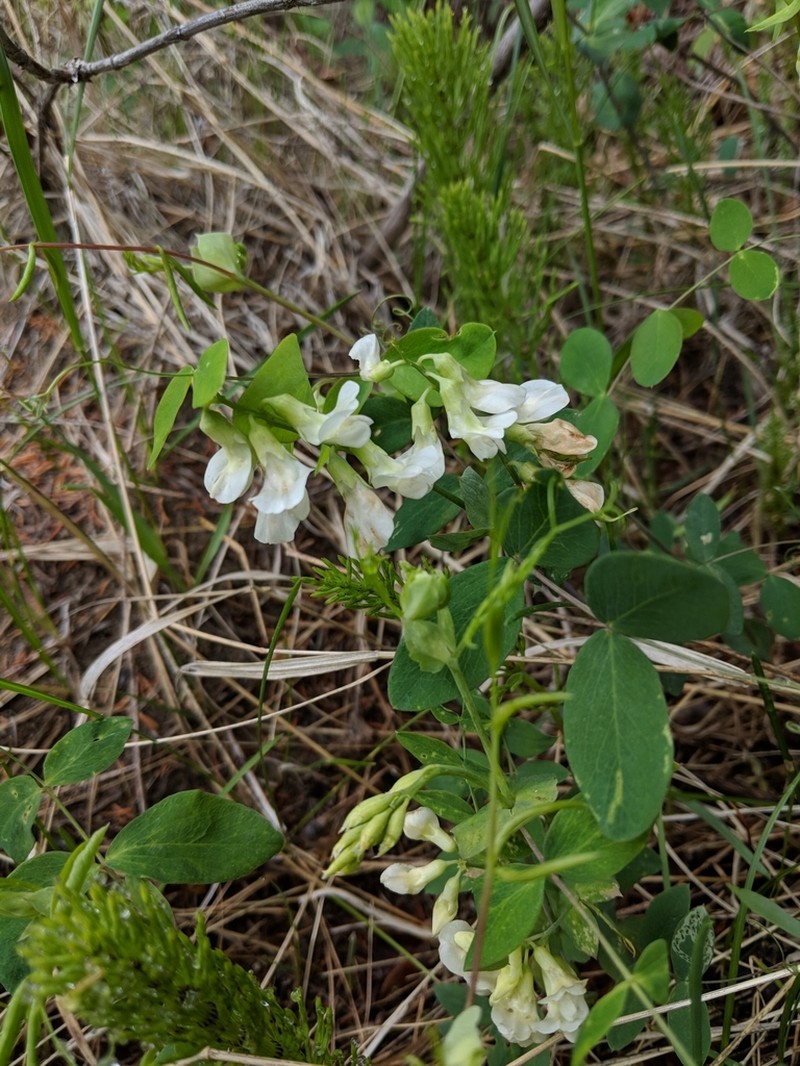 Cream Pea photo 2
