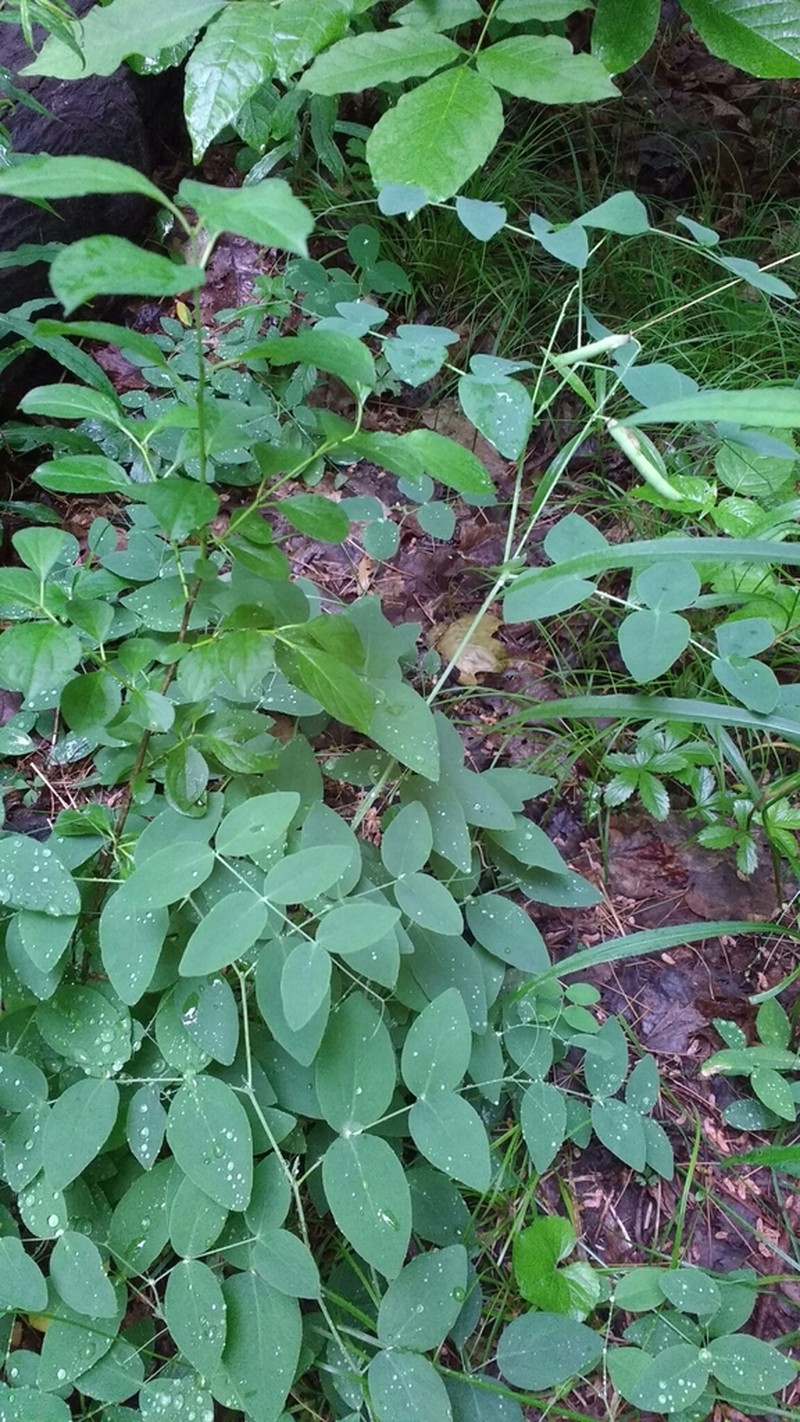 Cream Pea photo 4
