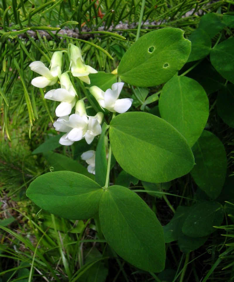 Cream Pea photo 8