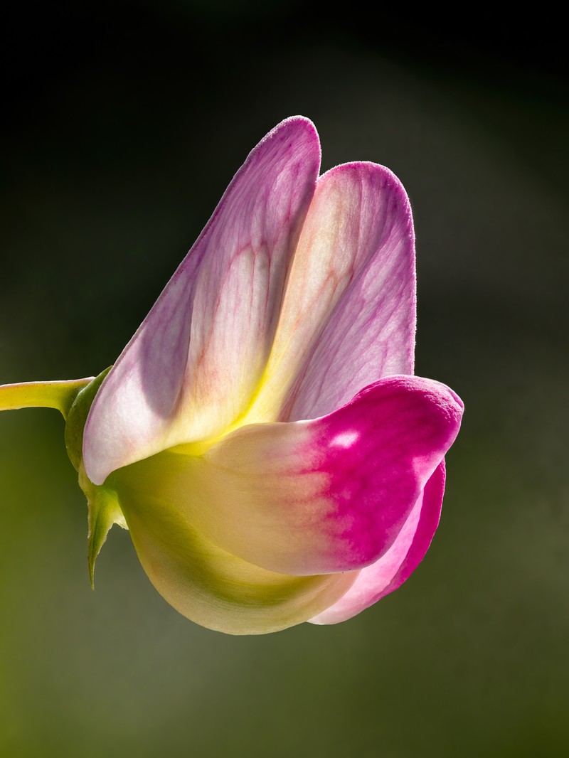Sweetpea photo 2