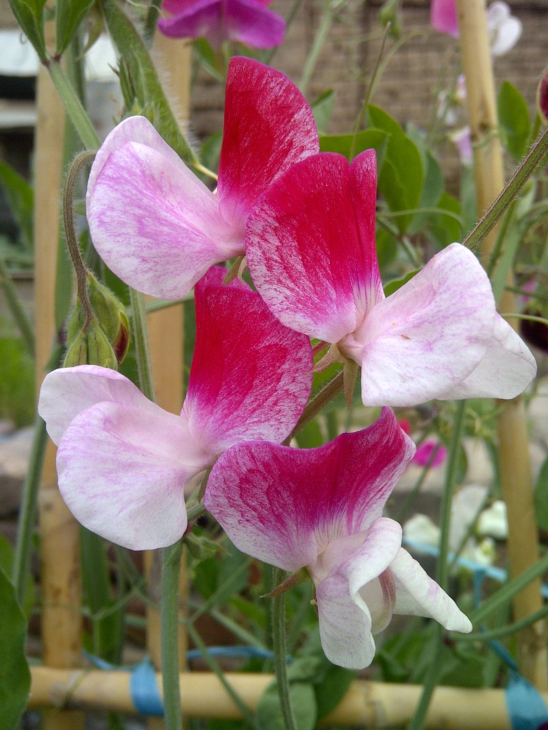 Sweetpea photo 3