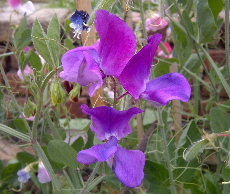 Sweetpea photo 4