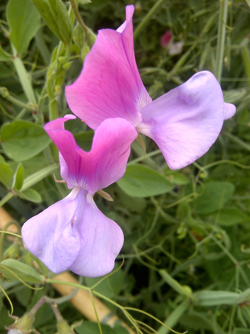 Sweetpea photo 5