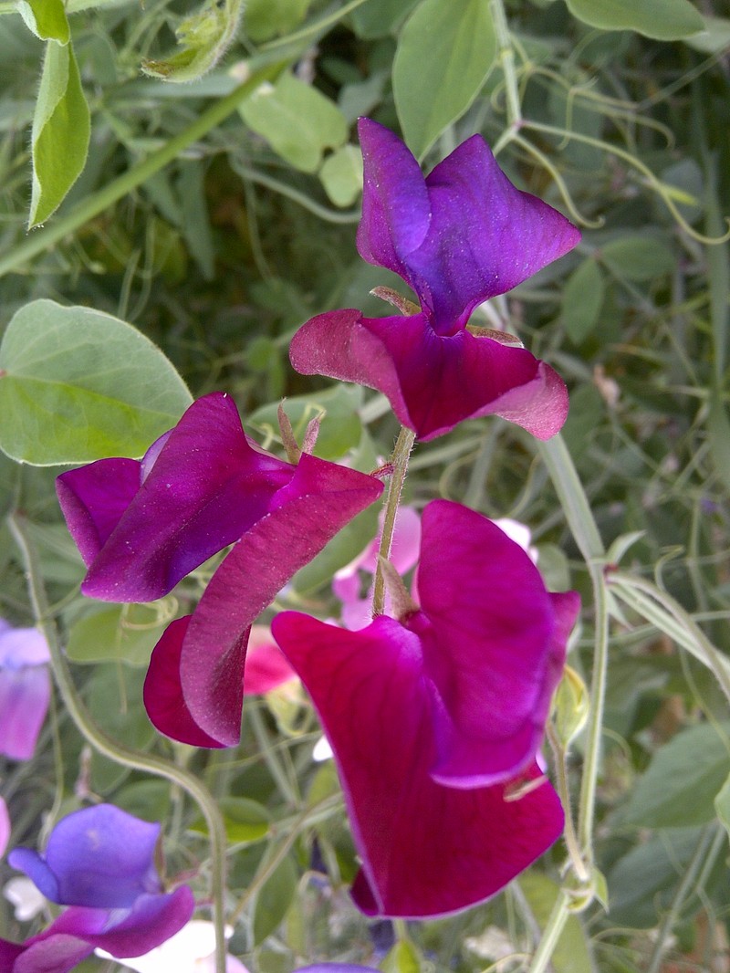 Sweetpea photo 6