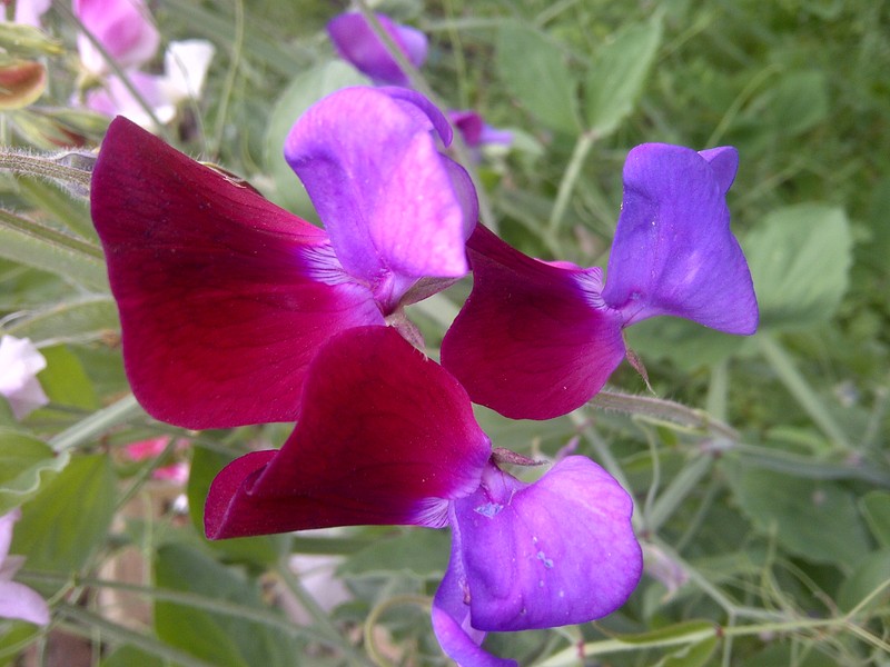Sweetpea photo 7