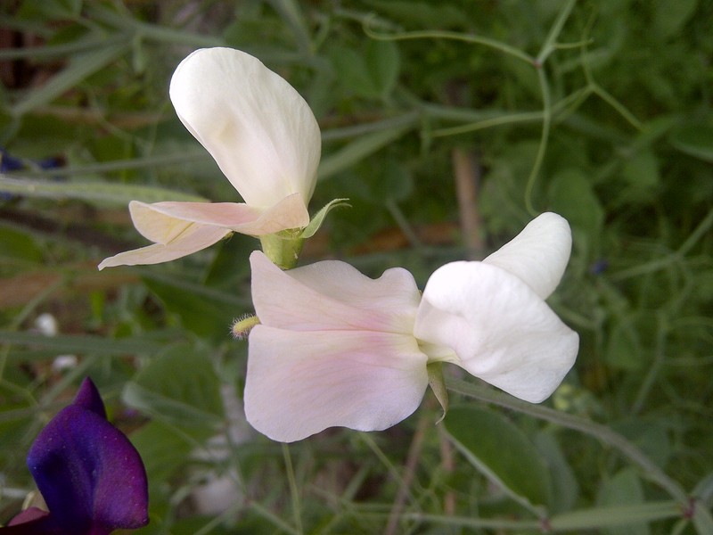 Sweetpea photo 8