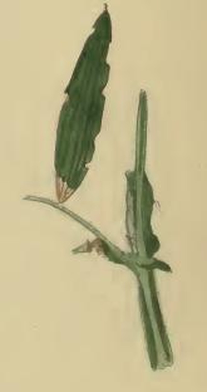 Marsh Pea photo 4