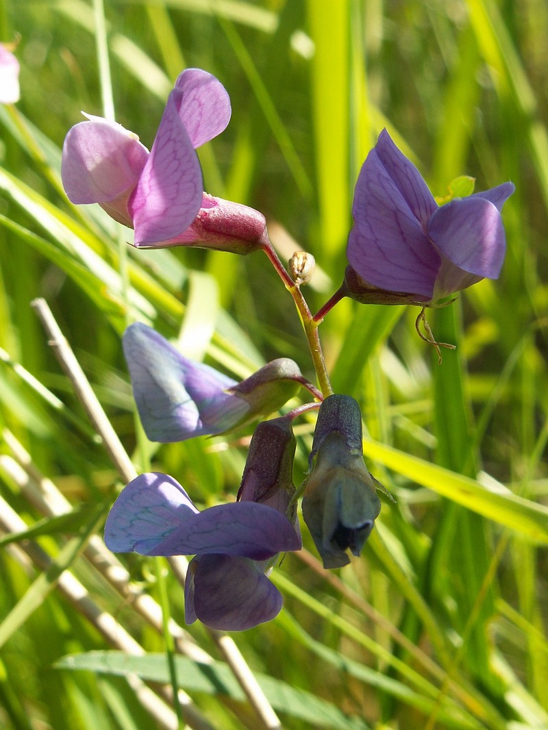 Marsh Pea photo 5