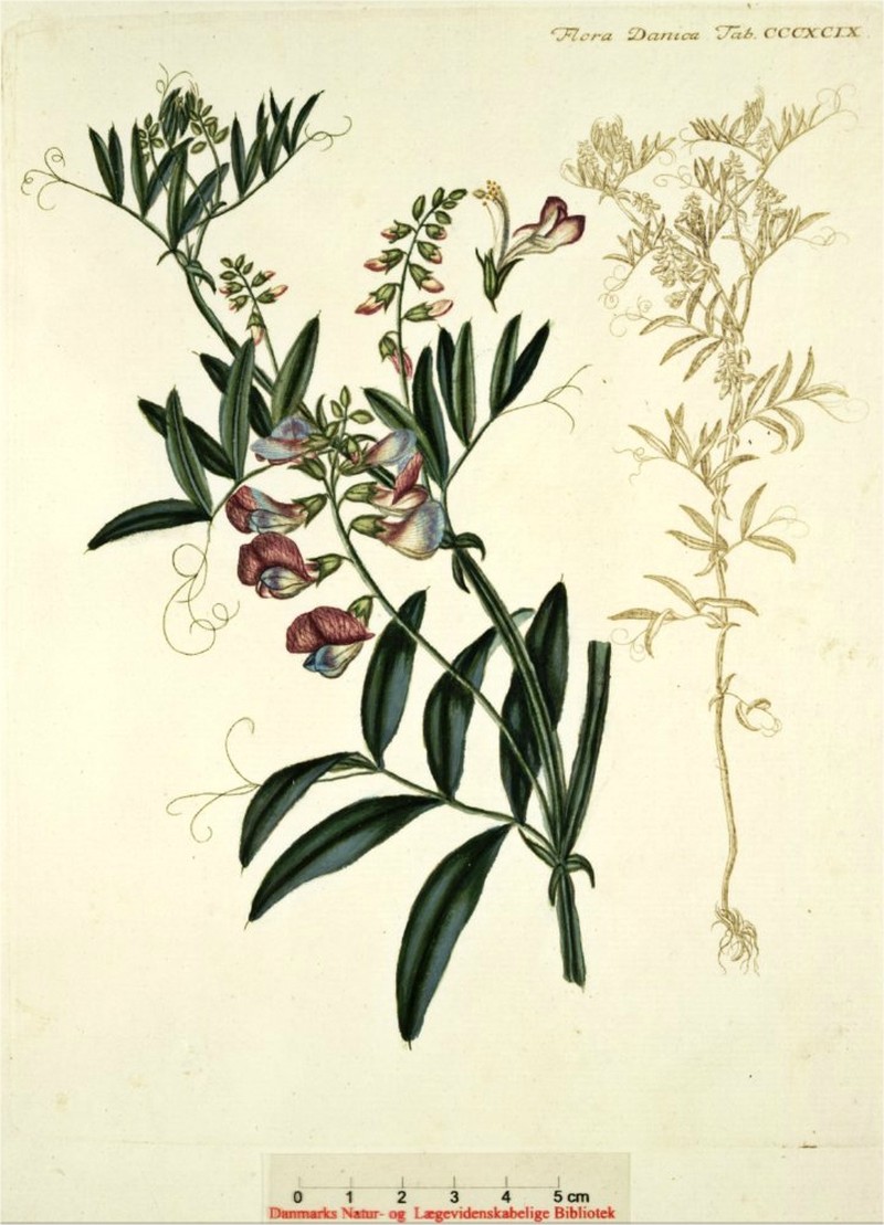 Marsh Pea photo 2