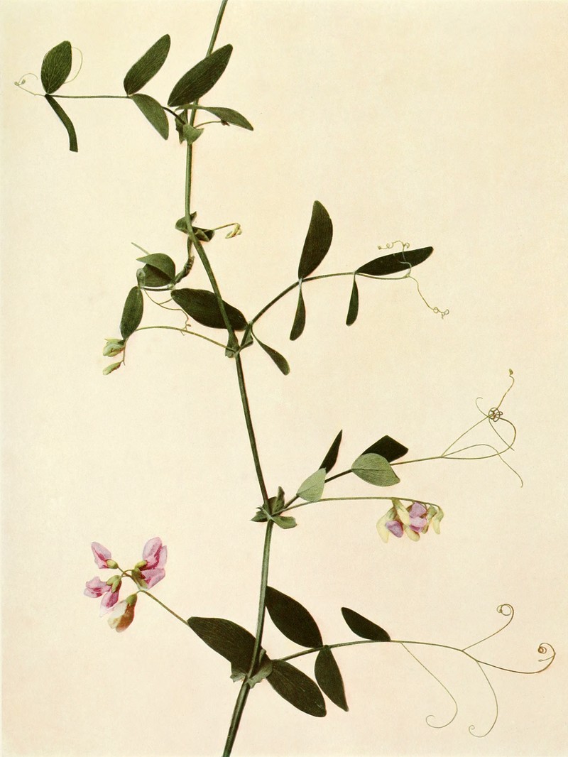 Marsh Pea photo 3