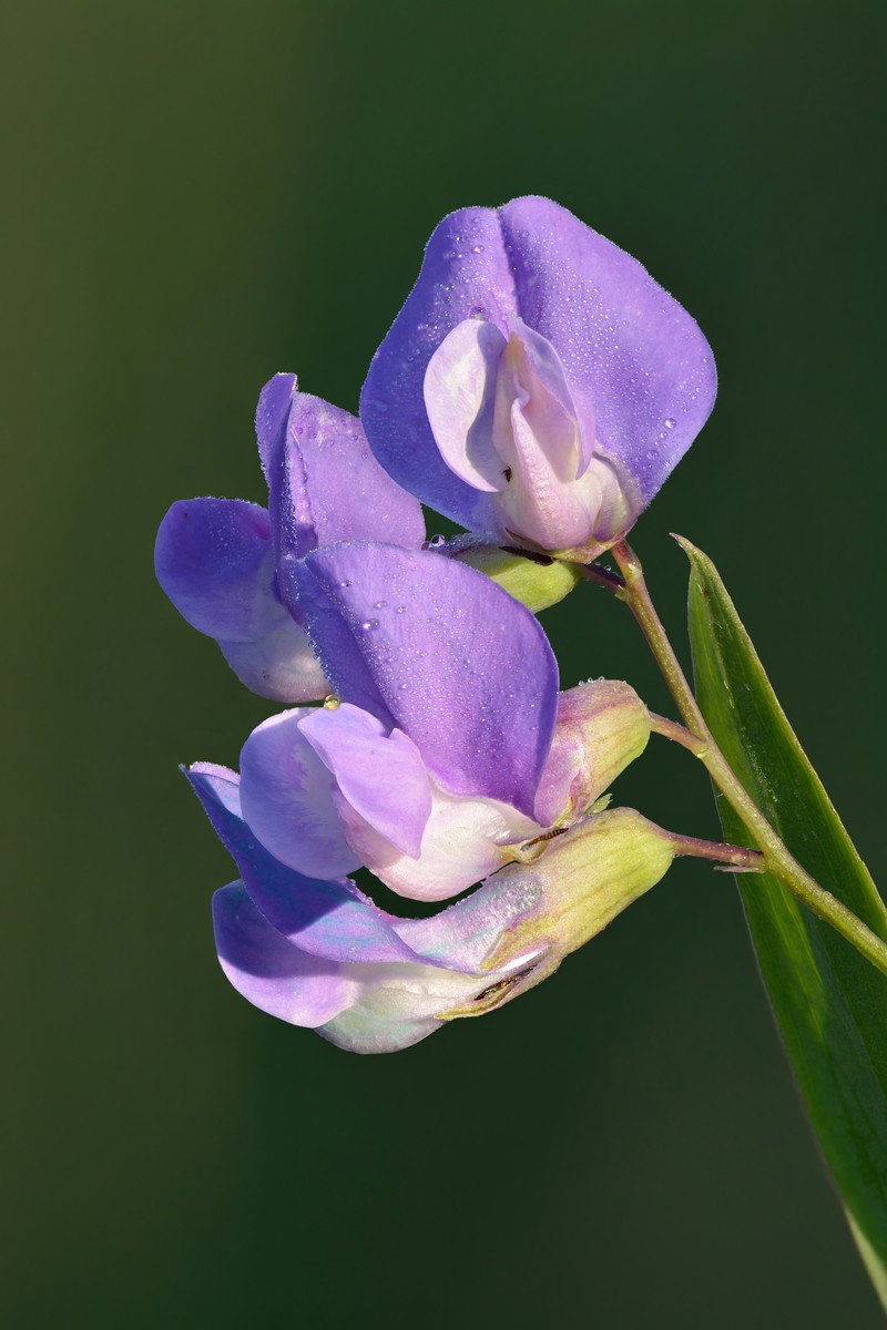 Marsh Pea