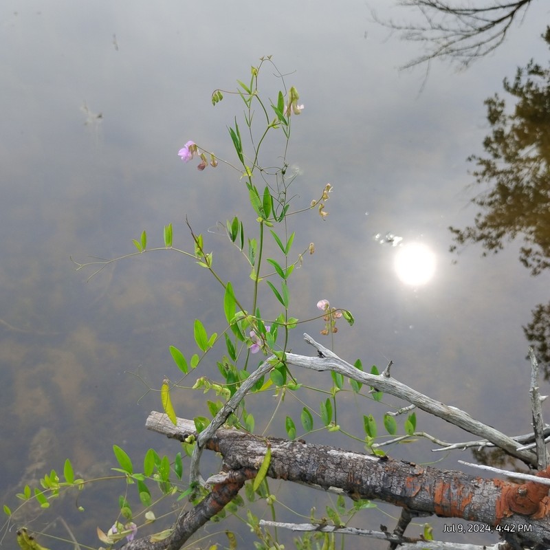 Marsh Pea
