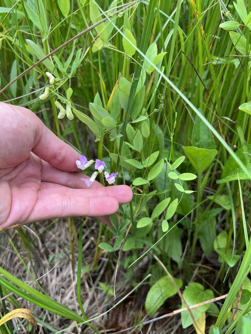 Marsh Pea photo 2