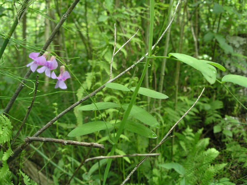 Marsh Pea photo 3