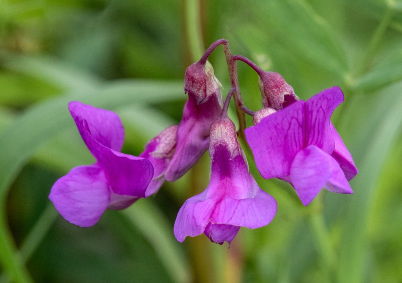 Marsh Pea photo 4