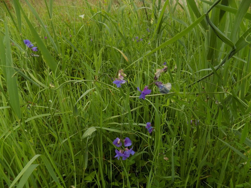 Marsh Pea photo 5