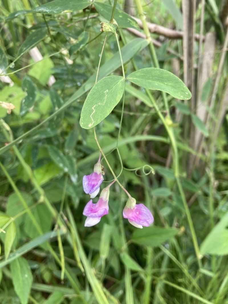 Marsh Pea photo 6