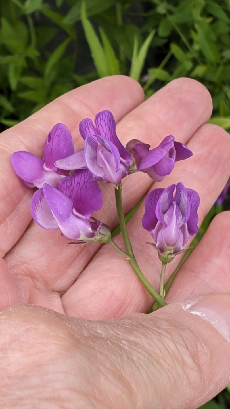 Marsh Pea photo 7