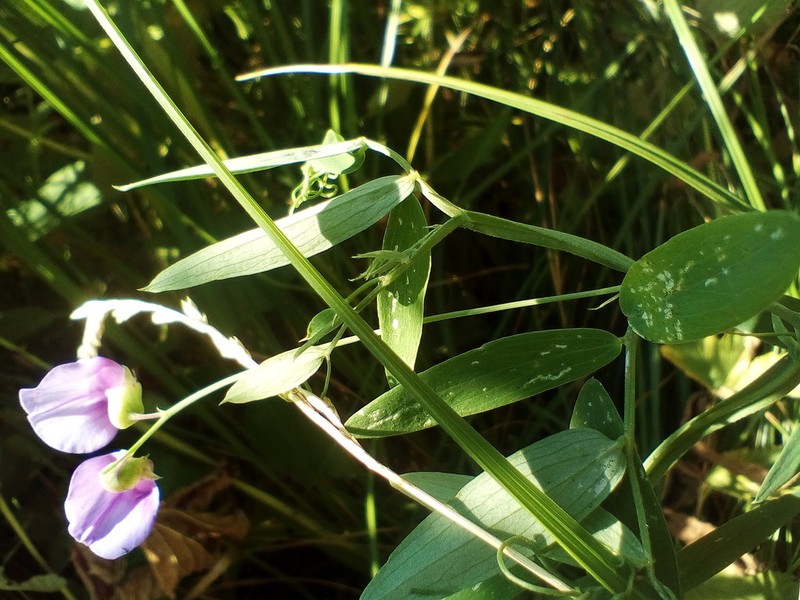Marsh Pea photo 8