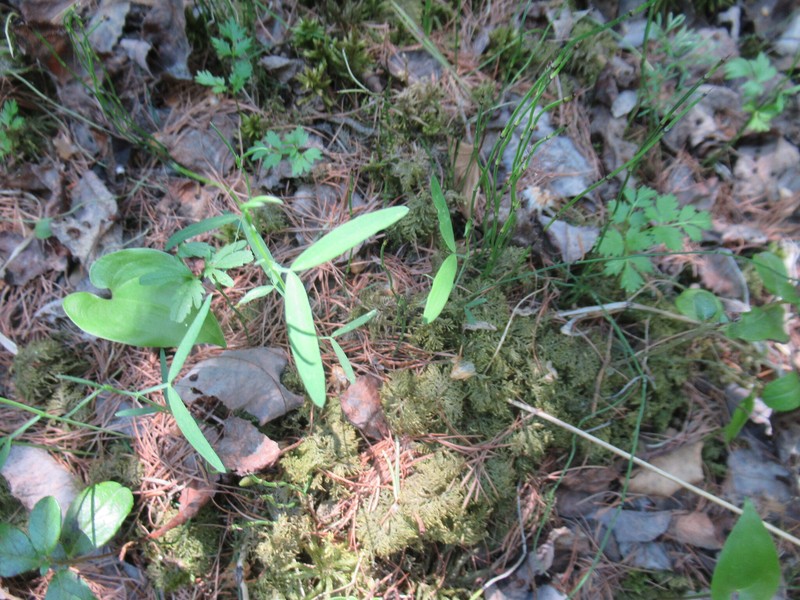 Lathyrus palustris subsp. palustris photo 2