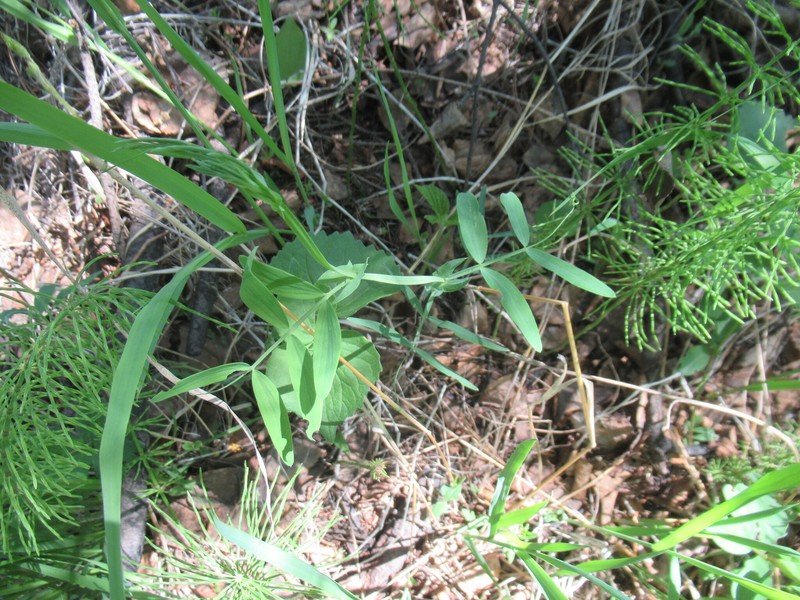Lathyrus palustris subsp. palustris photo 3